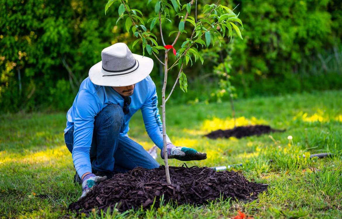 man planting tree